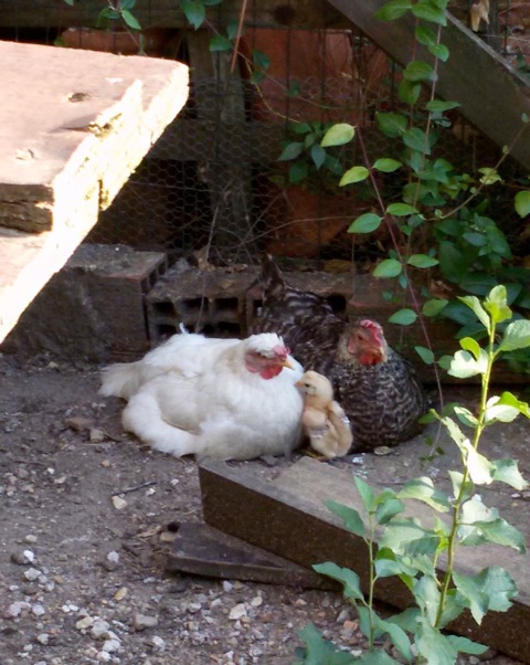 hens and a chick links