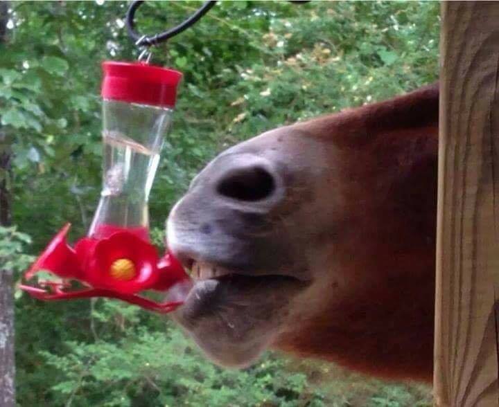 horse_drinking_from_hummingbird_feeder links