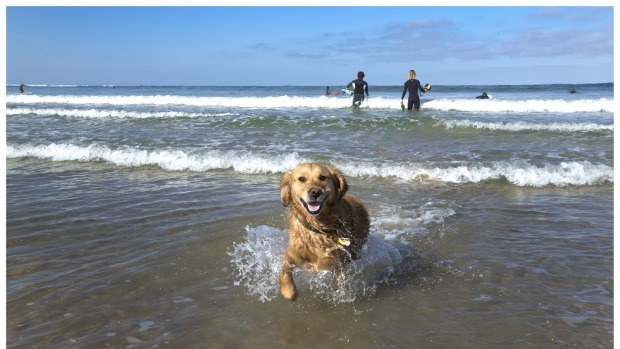 lab in ocean links