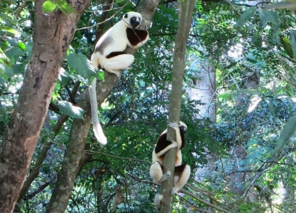 links lemurs