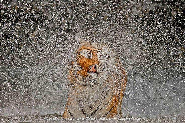 wet tiger links