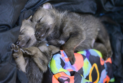 wolves sleeping links