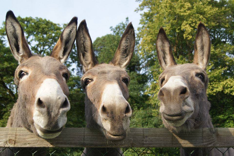 3_donkeys links