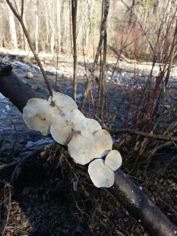 Spring fungi Greenough