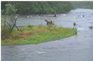 bear_family_300