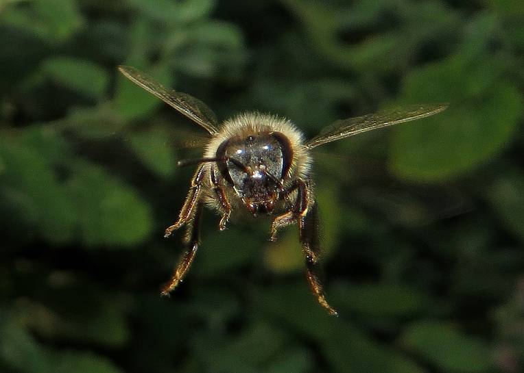 bee-in-flight.jpg.0x545_q70_crop-scale links