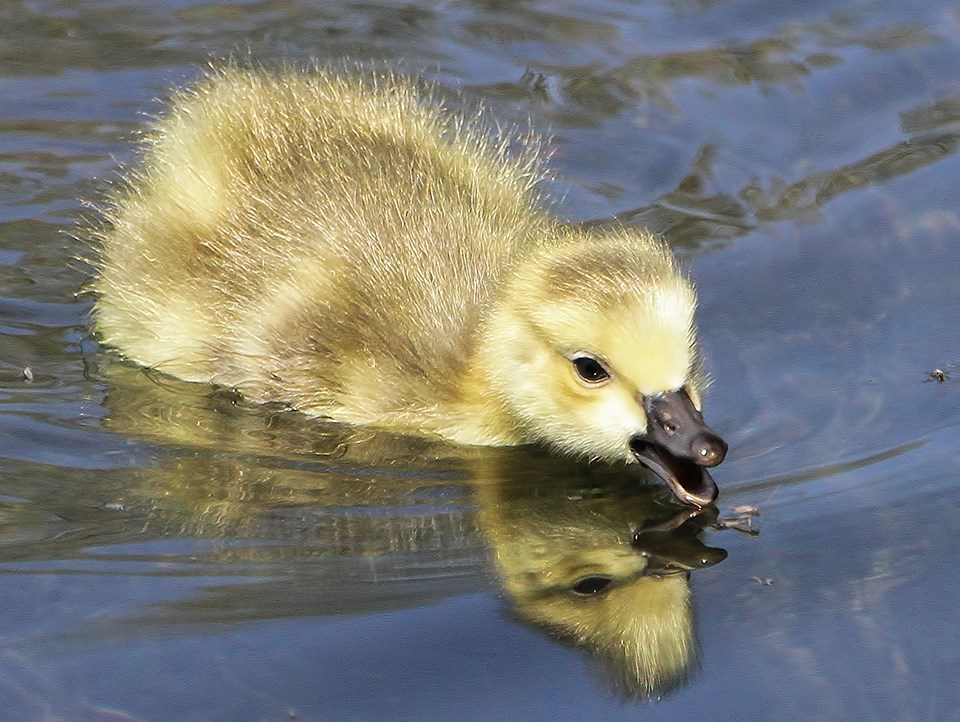 gosling links