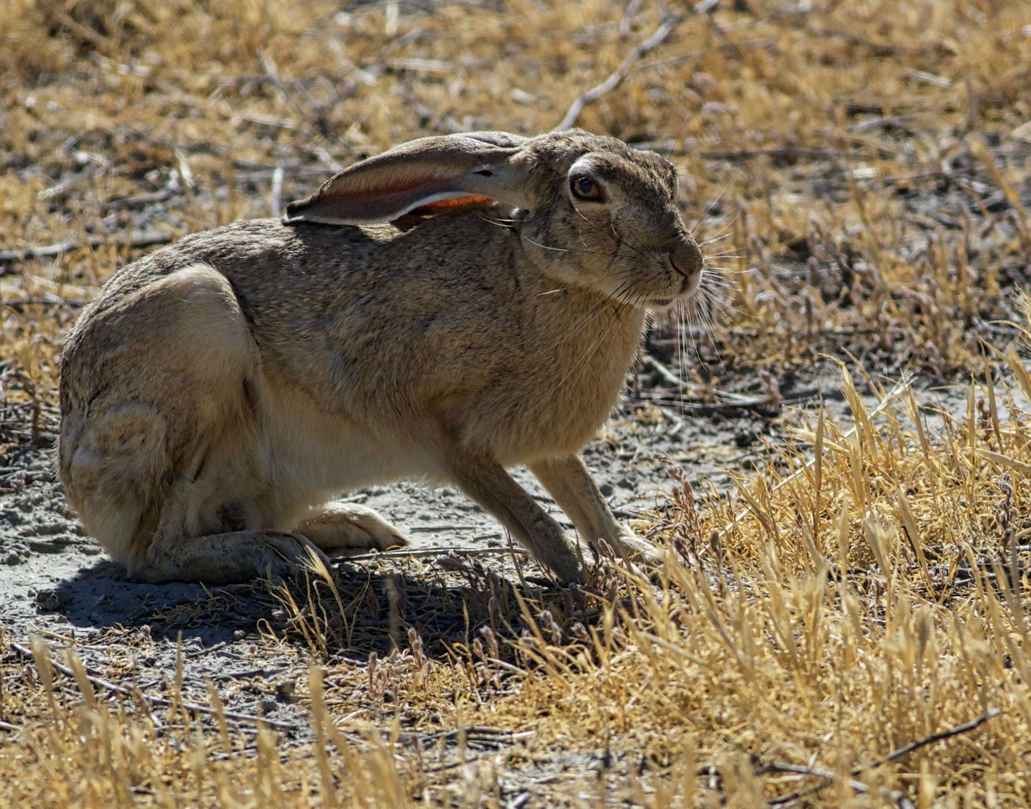 jackrabbit links