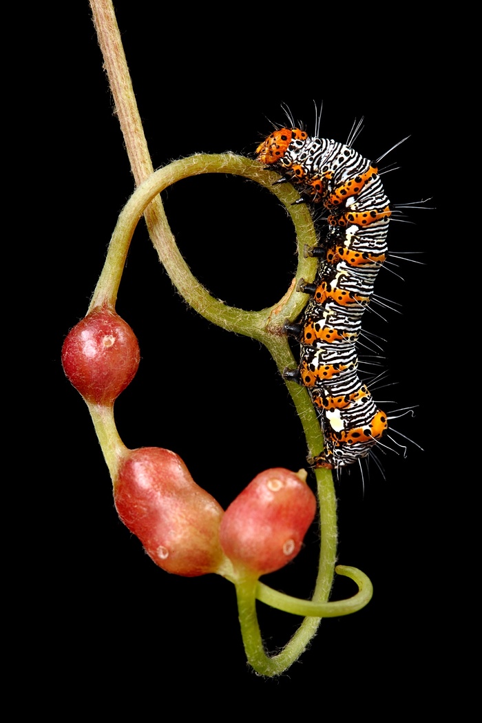 pretty caterpillar links