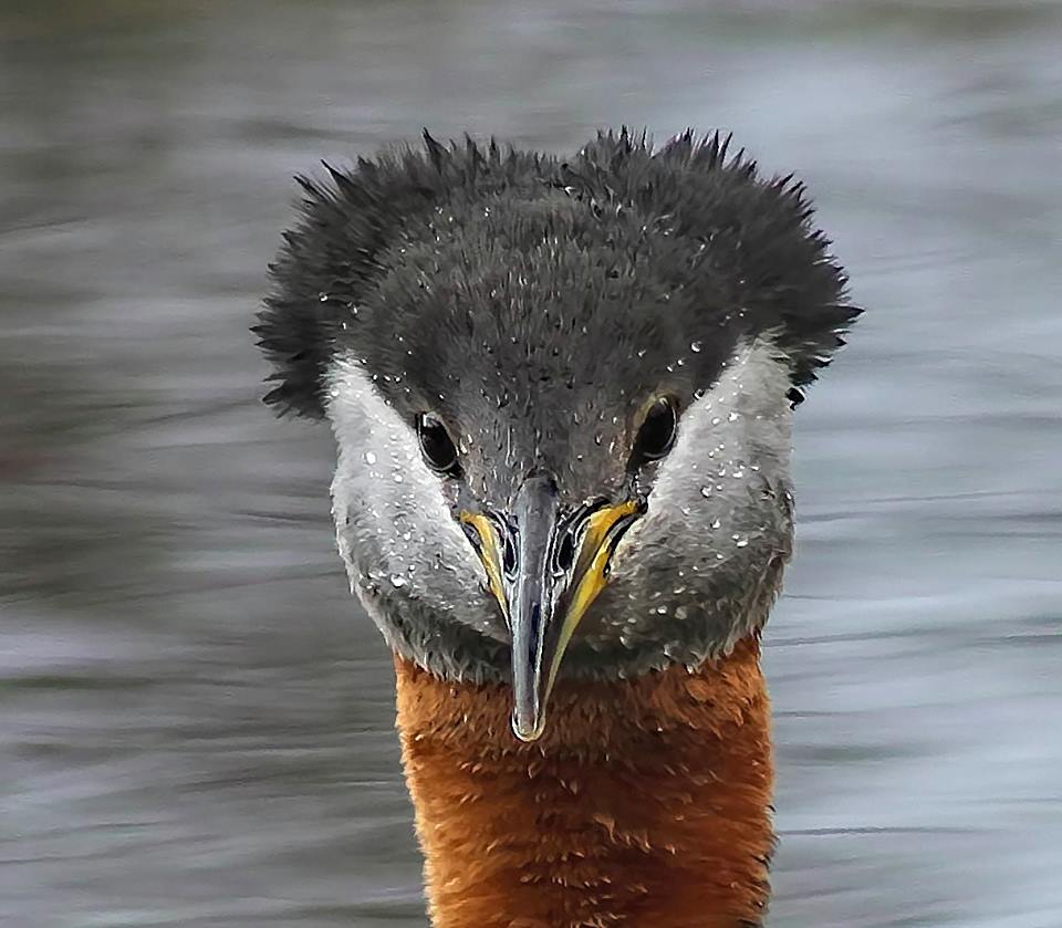 red_necked_grebe links