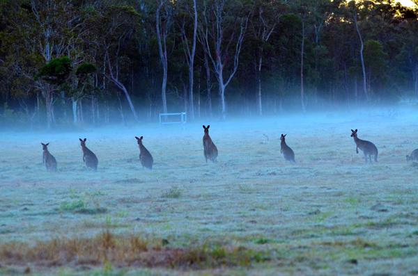 roos in Queensland links