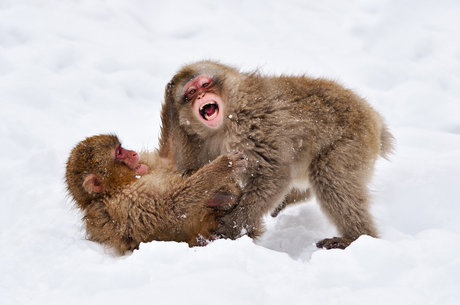 snow monkeys links