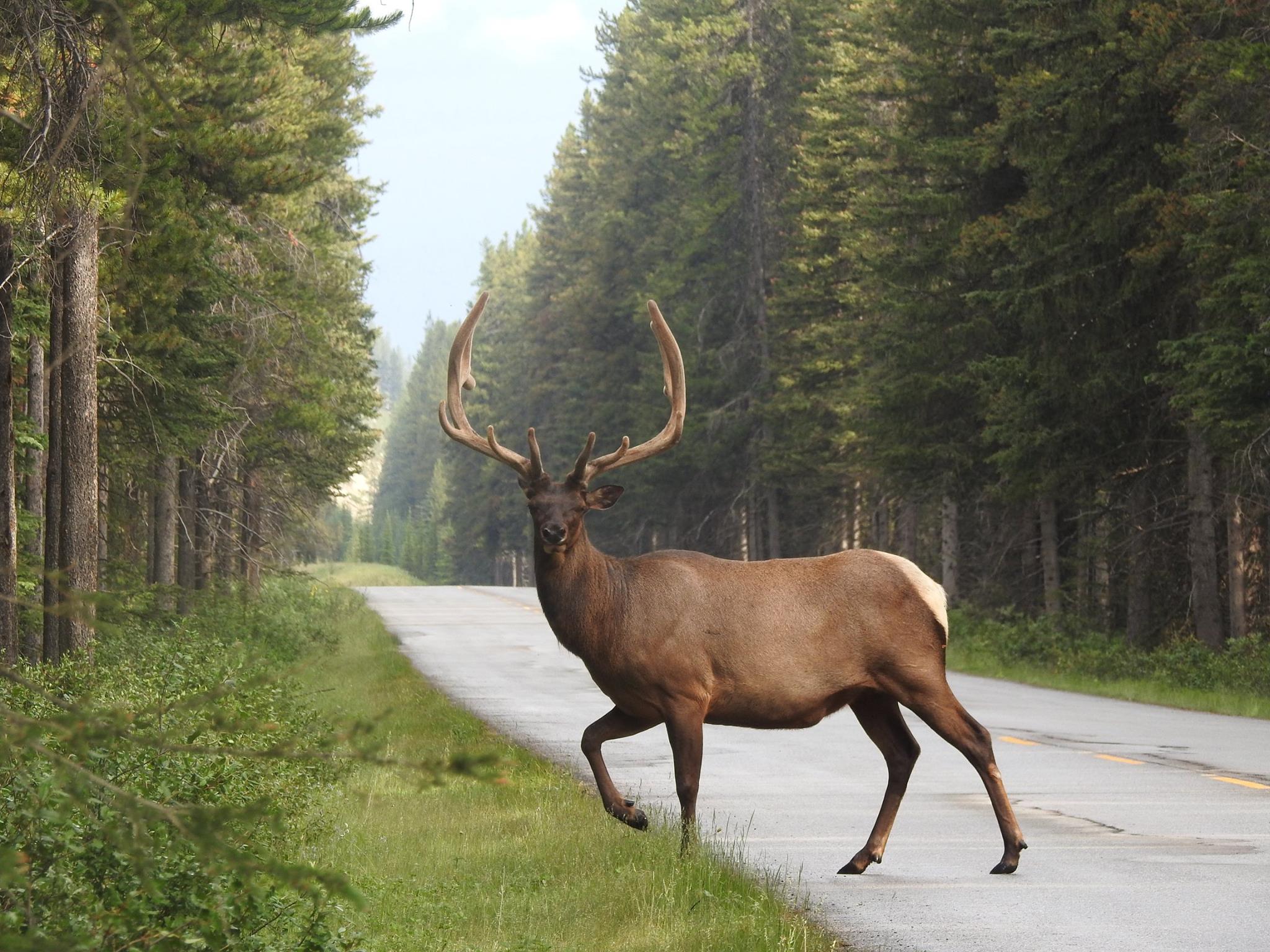 wapiti_aka_elk_buck links