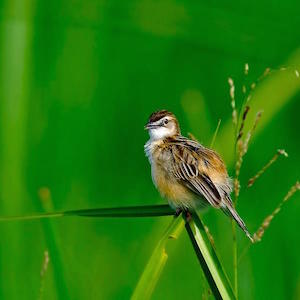 Cisticola_300