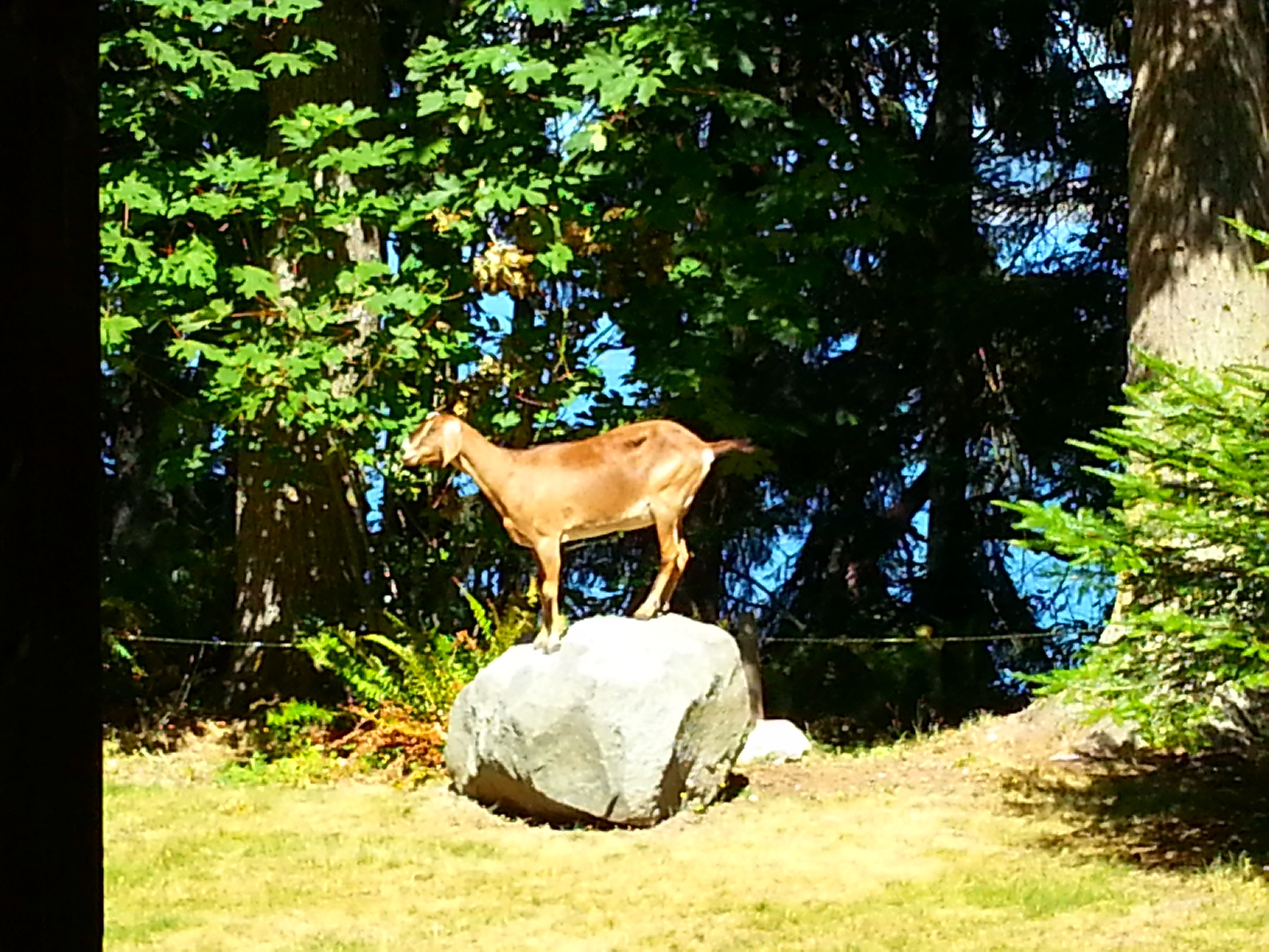 Mama Goat on boulder links