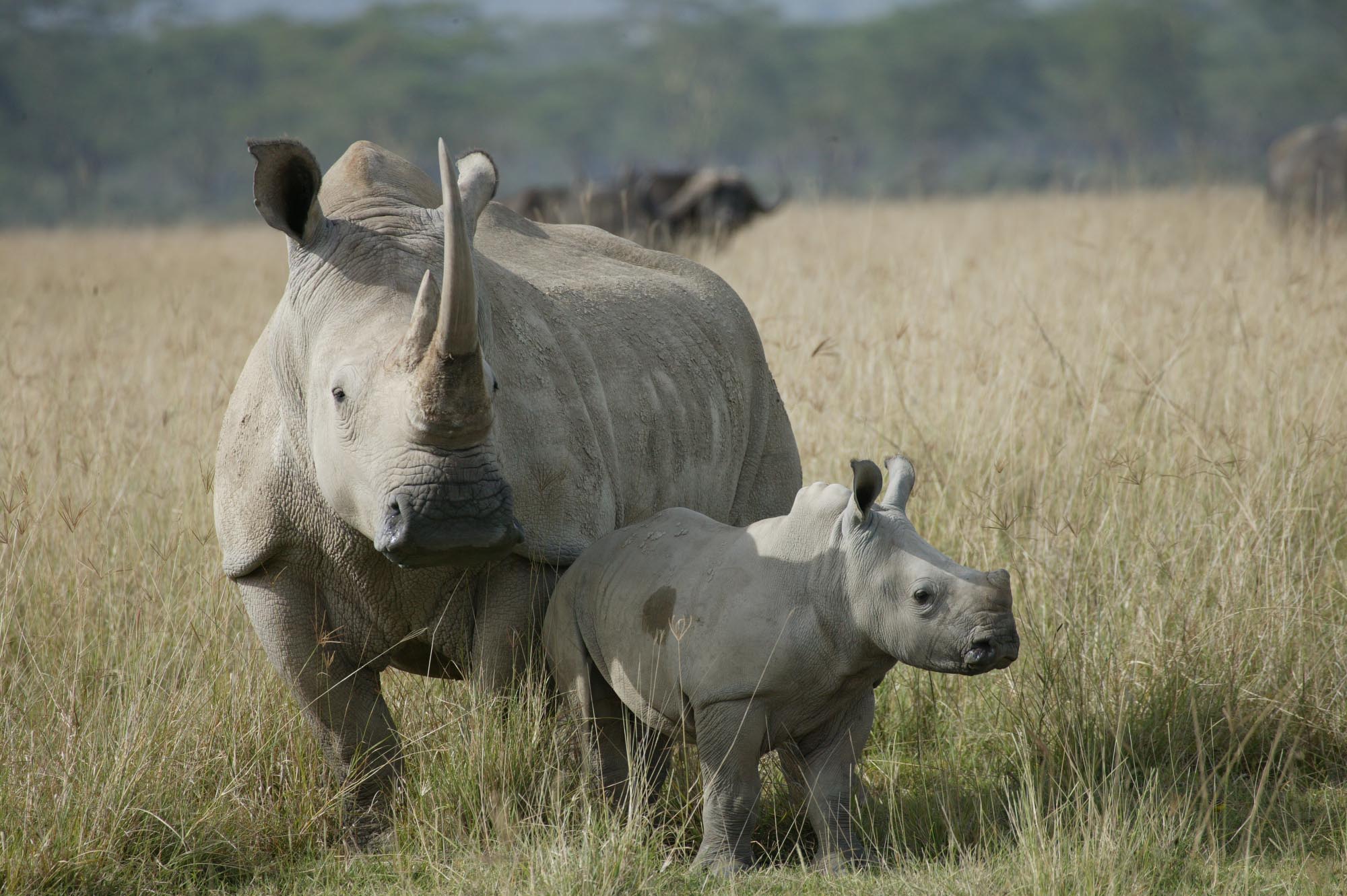 White Rhino & Calf