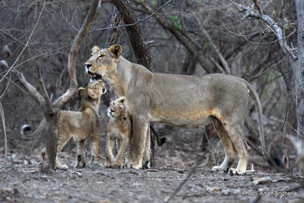 asiatic lion links