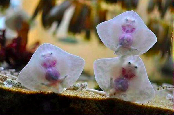 baby stingrays links