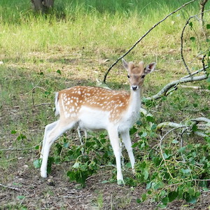 bambi_300