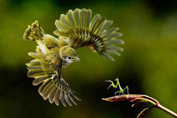 bird v. mantis links