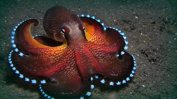 bling octopus links