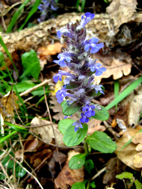 blue_flower