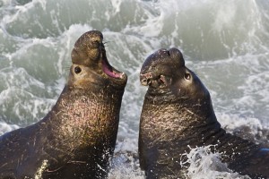 elephant_seal2