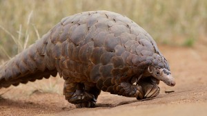 ground-pangolin