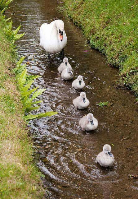 herding cygnets links