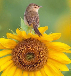 sunflower_bird_300