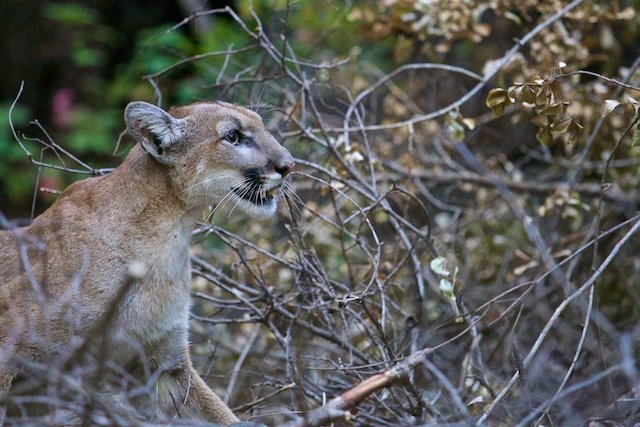 teen mountain lion lins