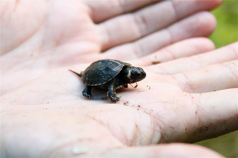 turtle_on_hand links