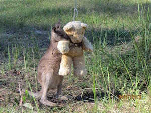 wallaby.jpg_large_300