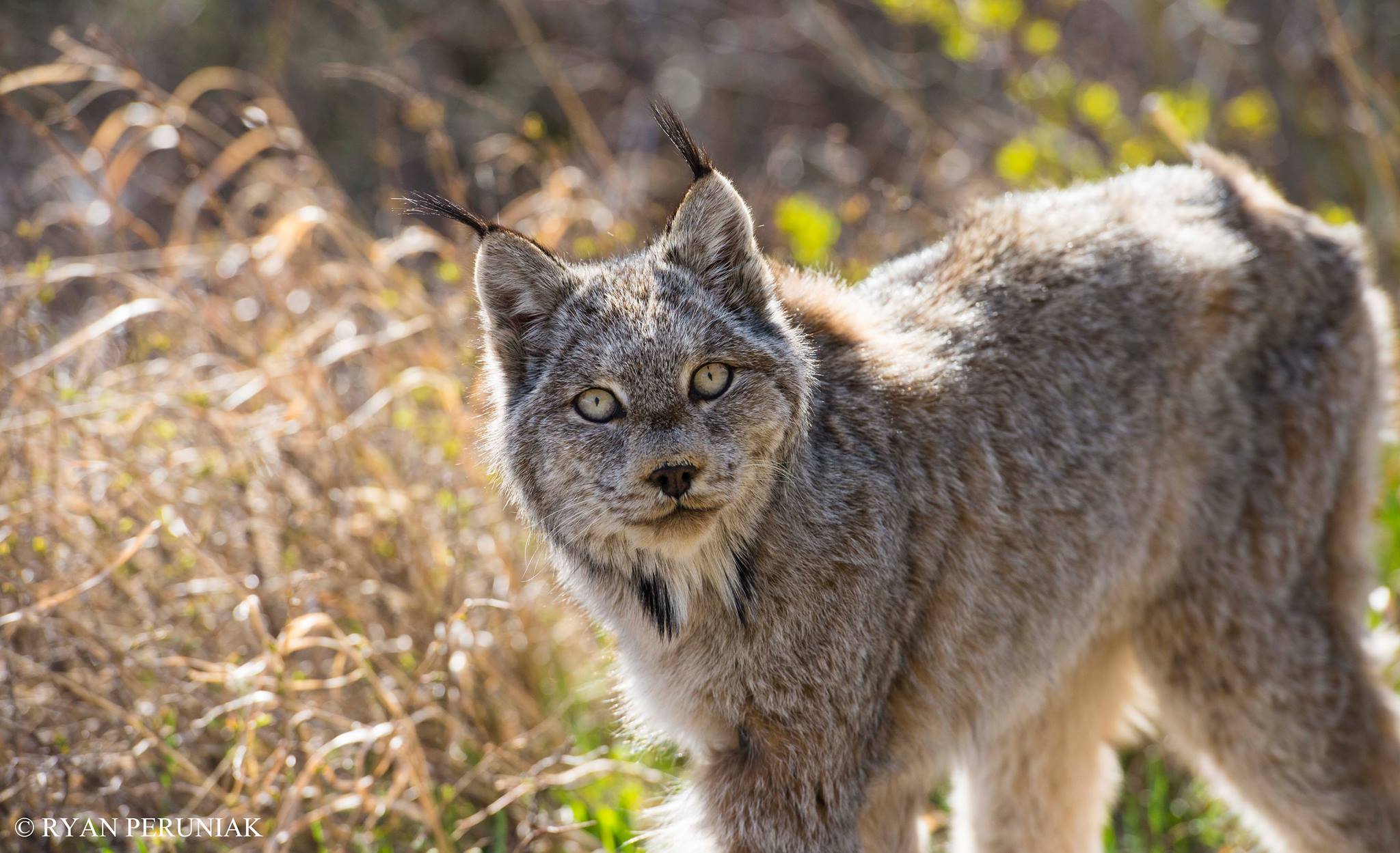 waterton_lynx links