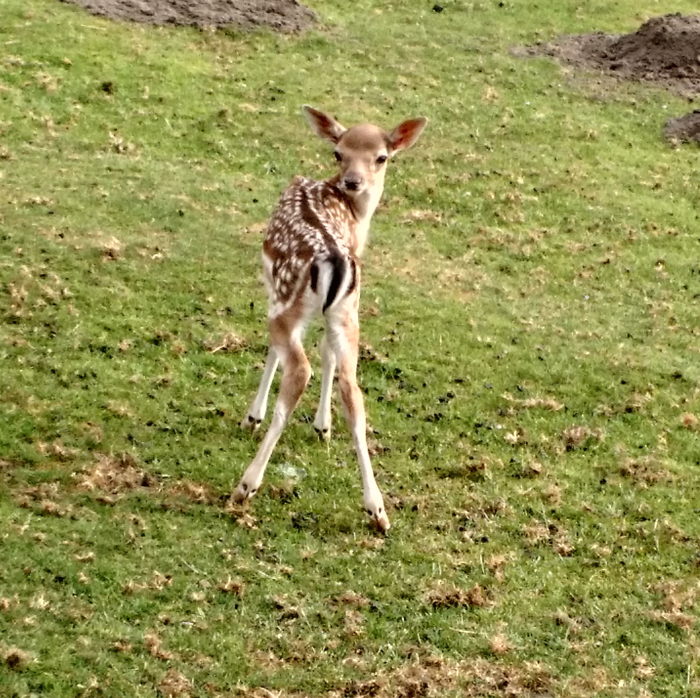 Baby Deer links