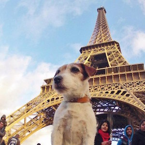links Uggie Eiffel Tower