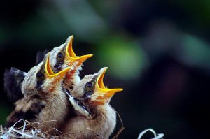 links baby birds