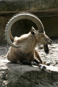 capra_ibex_ibex_e28093_03