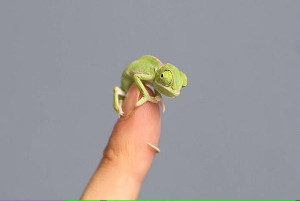 chameleon_300
