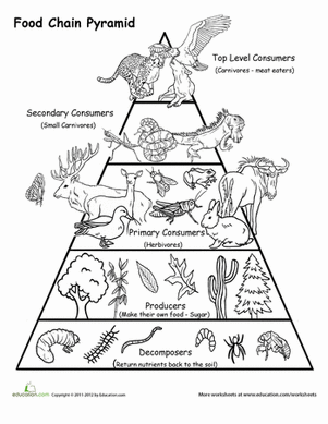 food-chain-pyramid-life-science