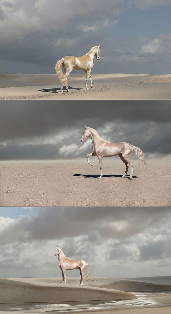 golden akhal teke links