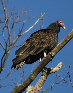 turkey_300