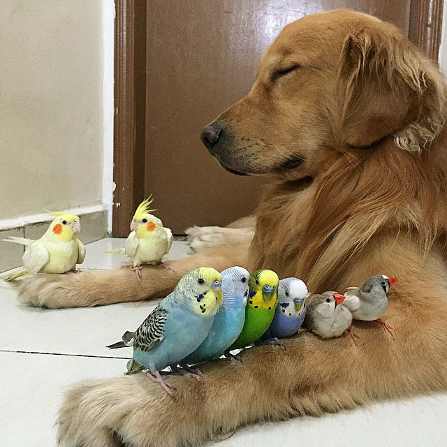 dog and birds links