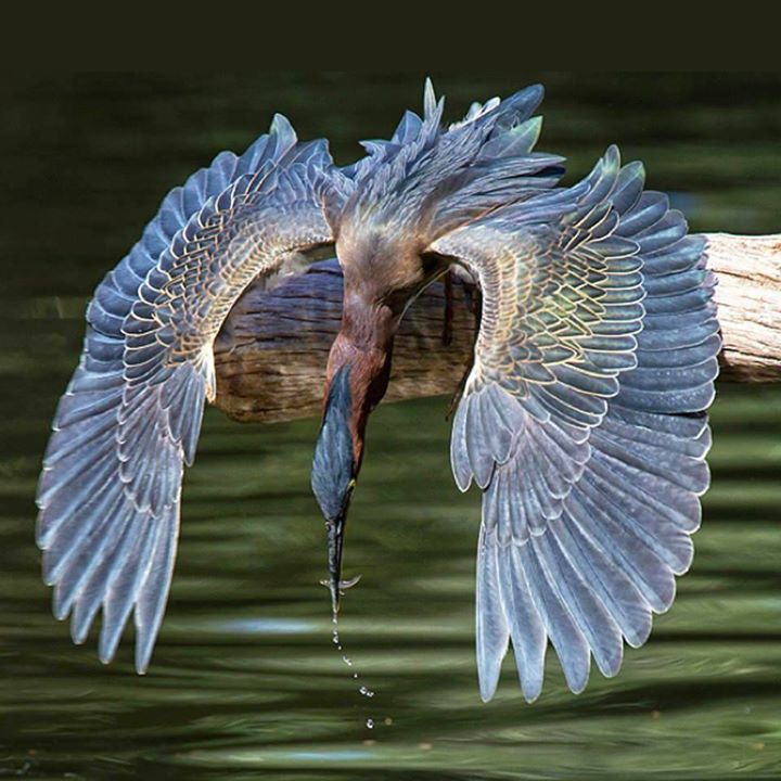 blue heron links