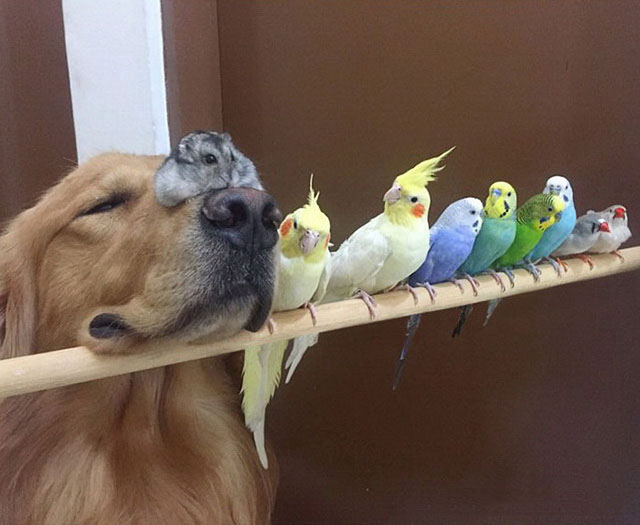 dog and birds links