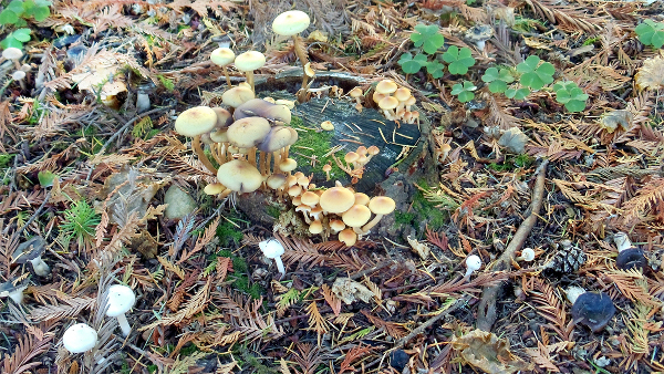 More backyard mushrooms