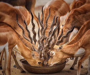 bouquet_of_horns_300