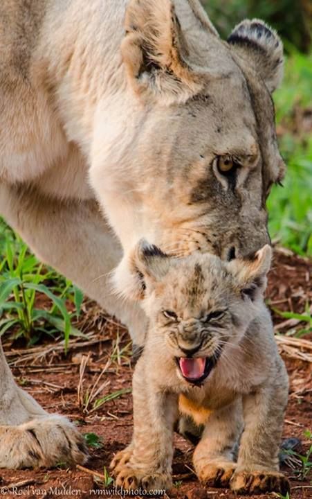 cranky lion cub links