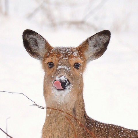 cute deer in snow links