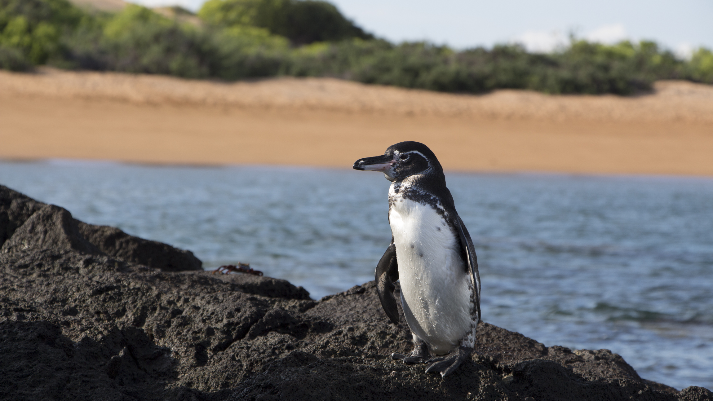 galapagos penguin links